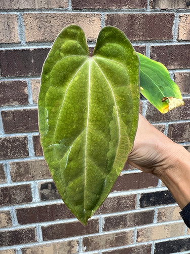 Anthurium (Besseae aff x Forgetii Variegated) x Dressleri RG