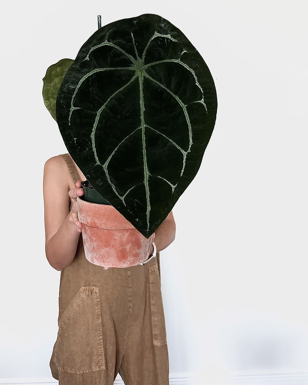 Thumbnail: Anthurium Papillilaminum X Forgetii