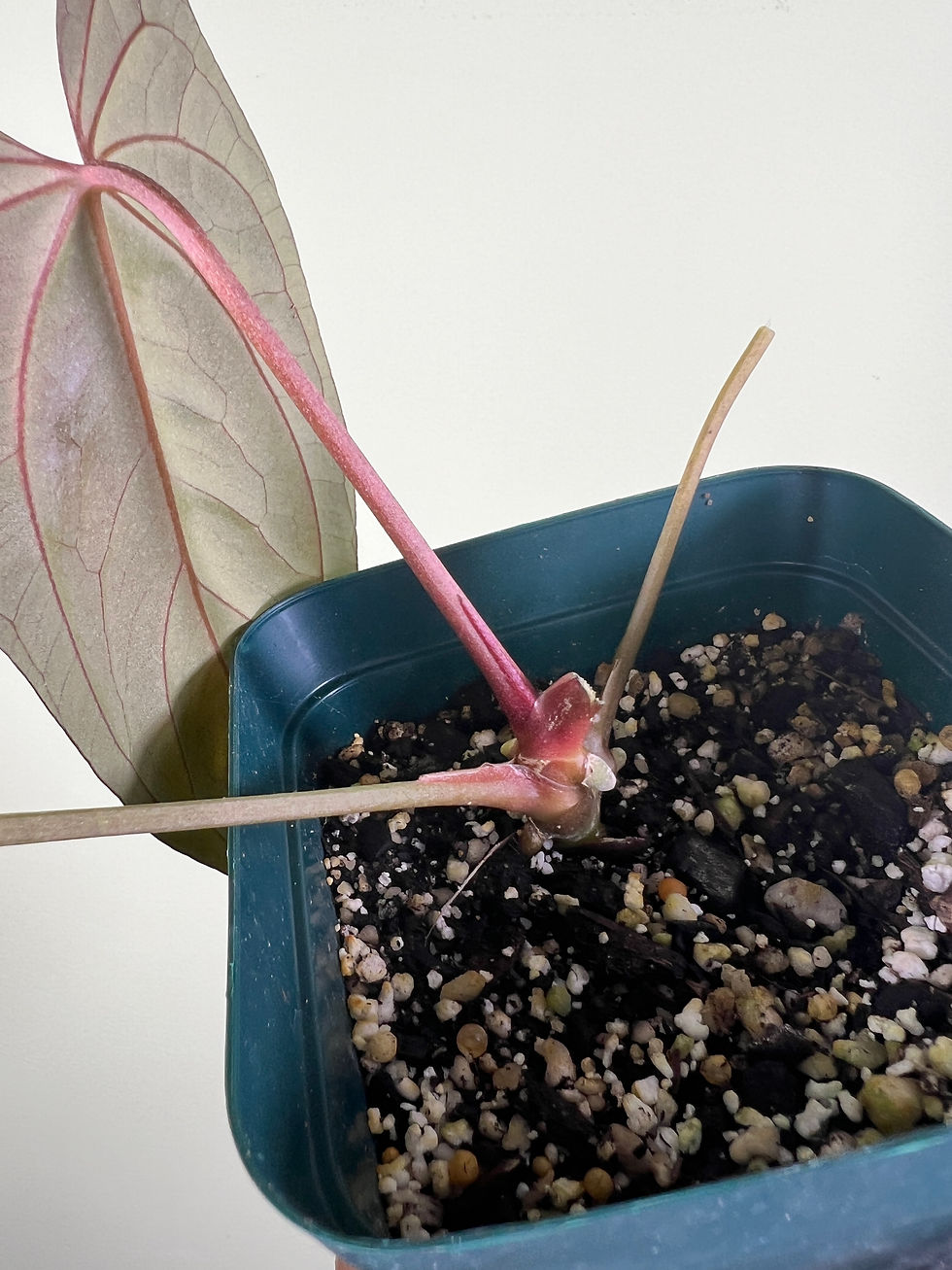 Thumbnail: Tezula Pandemonium (Antolakii (sp BVEP) x Papillilaminum Fort Sherman)
