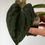 Thumbnail: Anthurium Papillilaminum x Dressleri RG