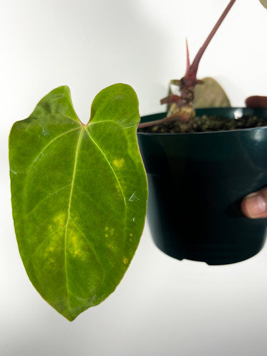Anthurium Besseae aff x Papillilaminum | Creaky Shed