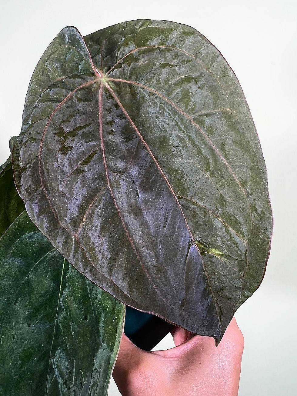 Thumbnail: Anthurium Papillilaminum x Dressleri RG