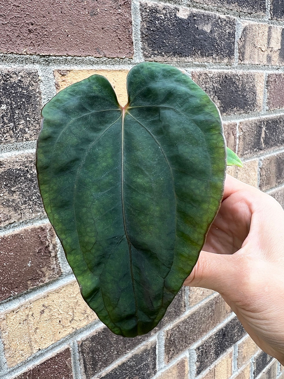 Thumbnail: Anthurium Dressleri RG