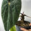 Thumbnail: MOTHER PLANT Anthurium Dressleri Rio Guanche
