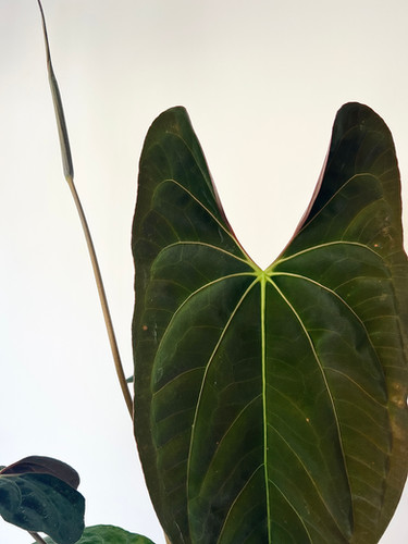 パ*ン様 アンスリウム papi Fort Sherman x Ralph Ly FLOWERING A