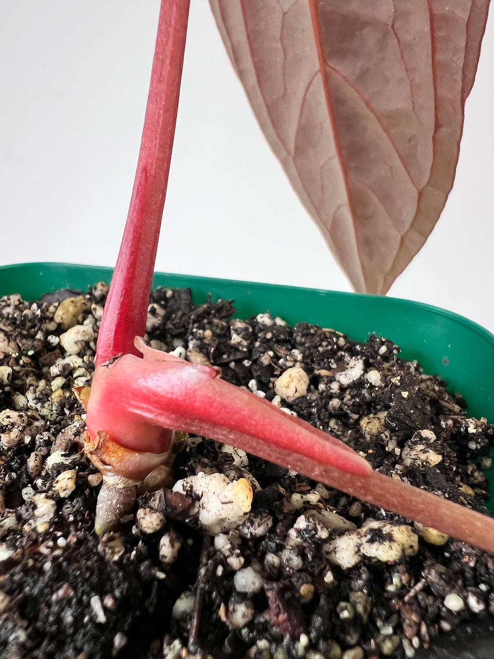 Thumbnail: Anthurium Papillilaminum x Dressleri RG