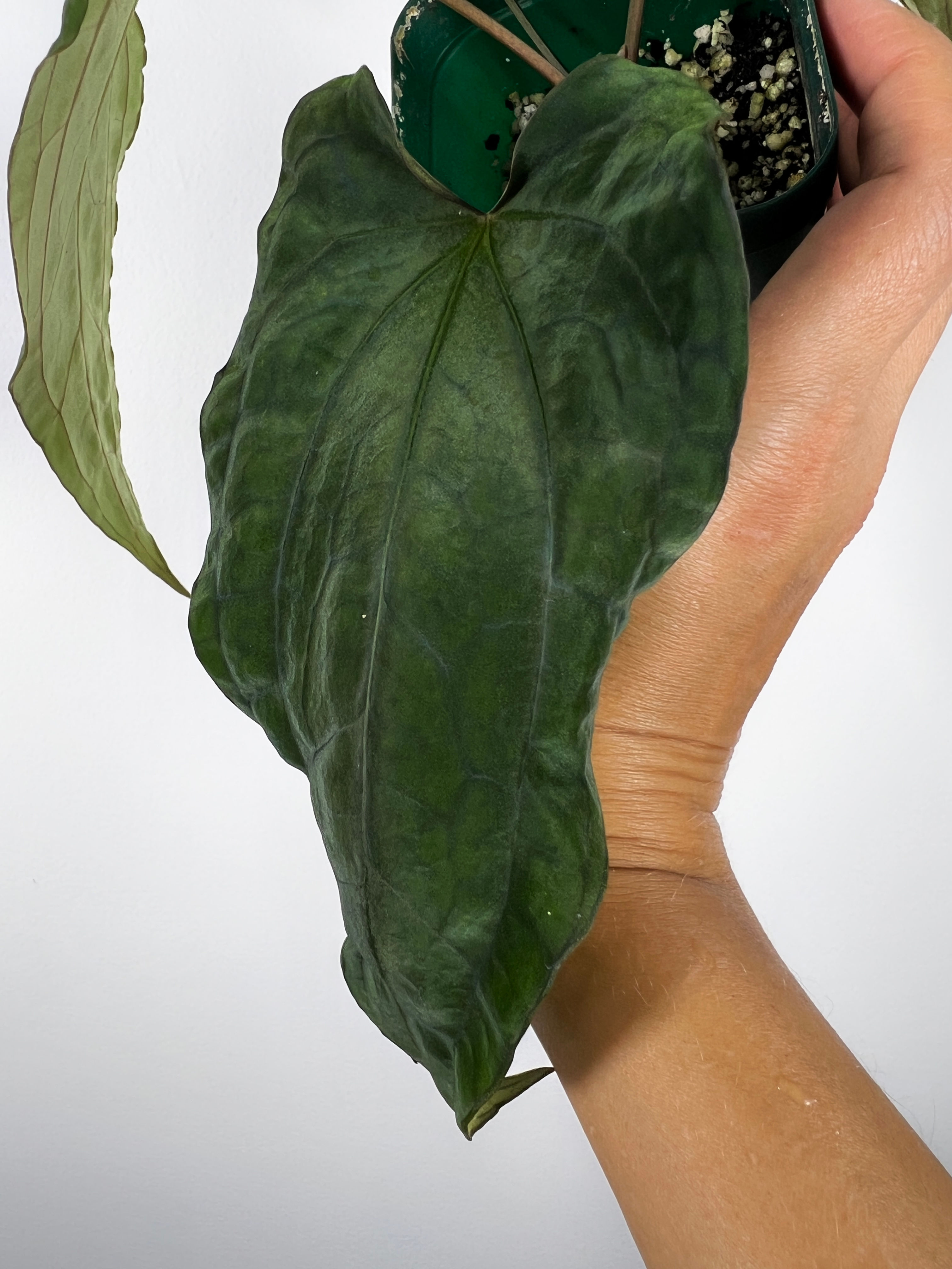 Anthurium Papillilaminum x Ace of Spades Tezula F2