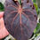 Thumbnail: Anthurium Papillaminum x (Ace of Spades x Magnificum Verde)