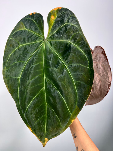 Anthurium Red Crystallinum x Ace of Spades Tezula | Creaky Shed