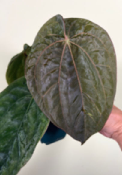 Anthurium Papillilaminum x Dressleri RG