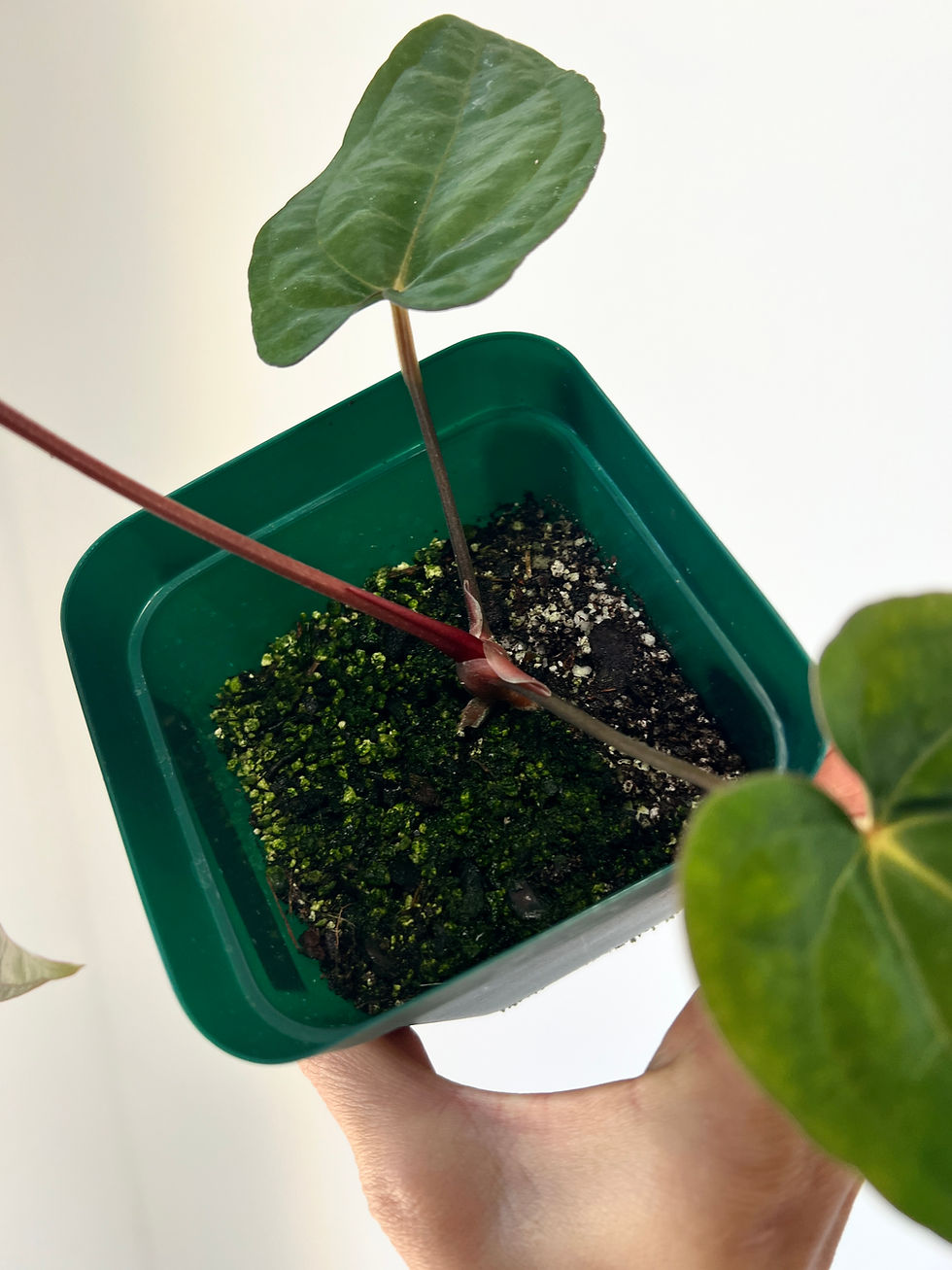 Thumbnail: Anthurium Papillilaminum x Dressleri RG