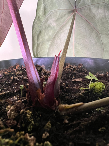 A. (Red Crystallinum x Black Widow) x Michelle | Creaky Shed