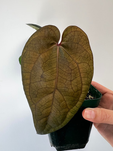 - Tezula Spades of Ace Anthurium self tezula spades of ace anthurium その他観葉植物 Art Flowers Garden その他観葉植物