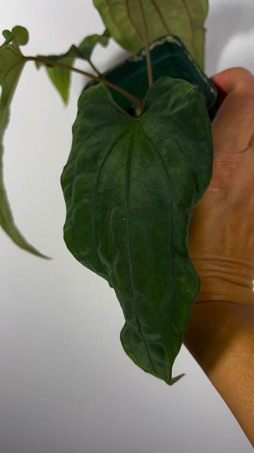 Thumbnail: Anthurium Papillilaminum x Ace of Spades Tezula F2