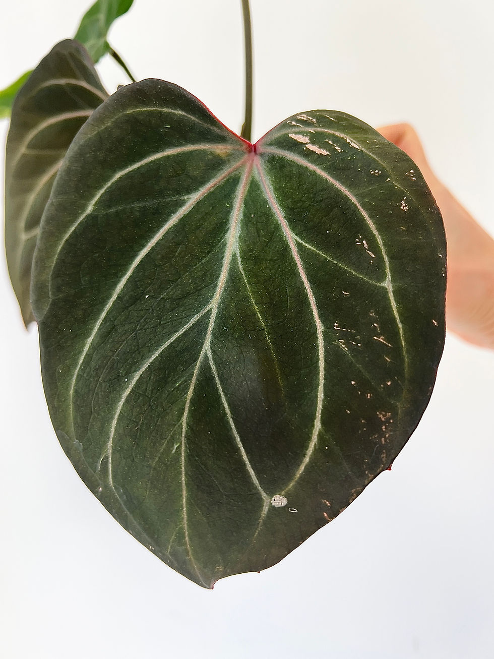 Thumbnail: Anthurium King Of Spades Round THREE Growth Points