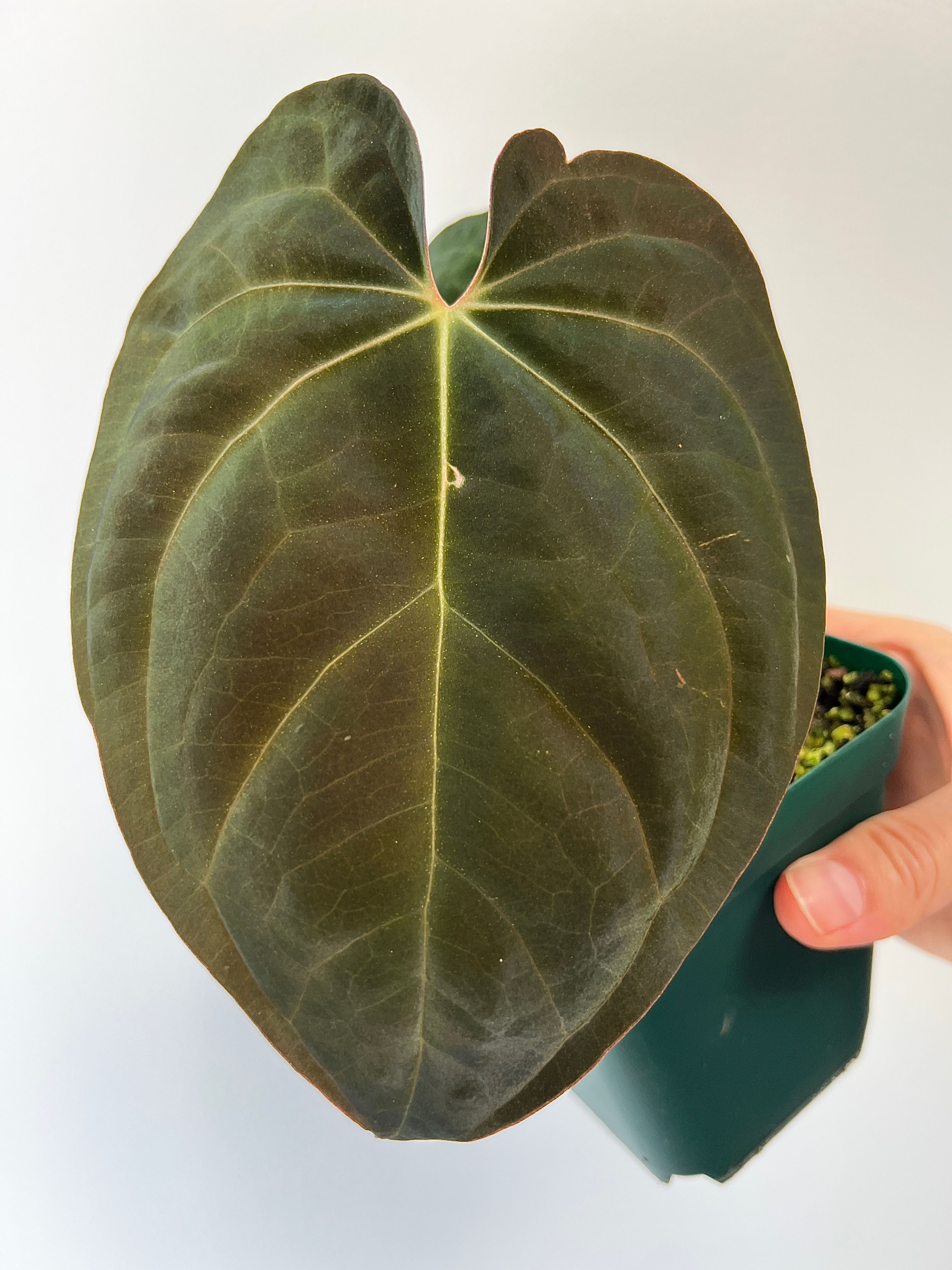 Anthurium (Red Crystallinum x Ace of Spades) x Antolakii (sp. BVEP)