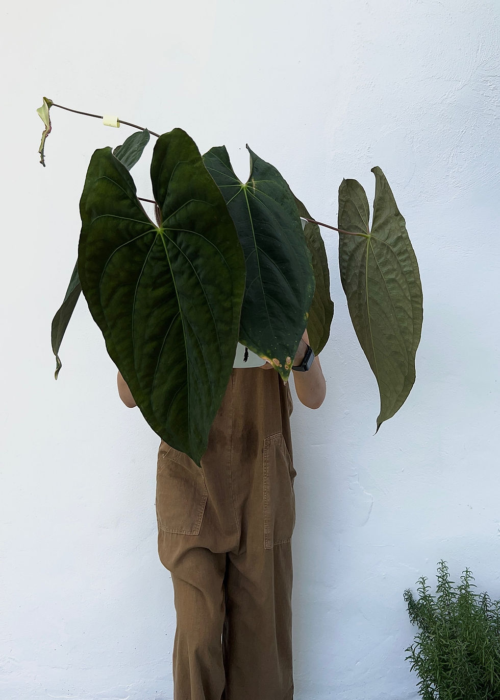 Thumbnail: Anthurium Papillilaminum 