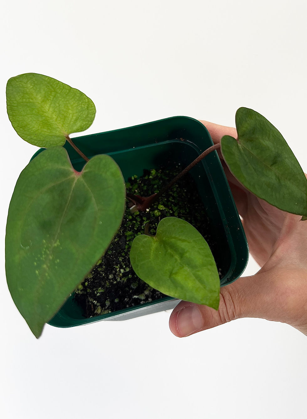 Thumbnail: Anthurium Ace of Spades Dark Form Tezula