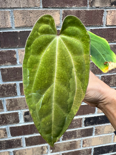 Anthurium besseae red veins no.1 夏用梱包 Anthurium besseae red veins no.1 夏用梱包 Anthurium besseae red