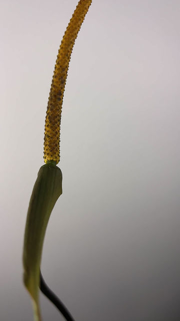 Thumbnail: FLOWERING King of Spades Black / HU