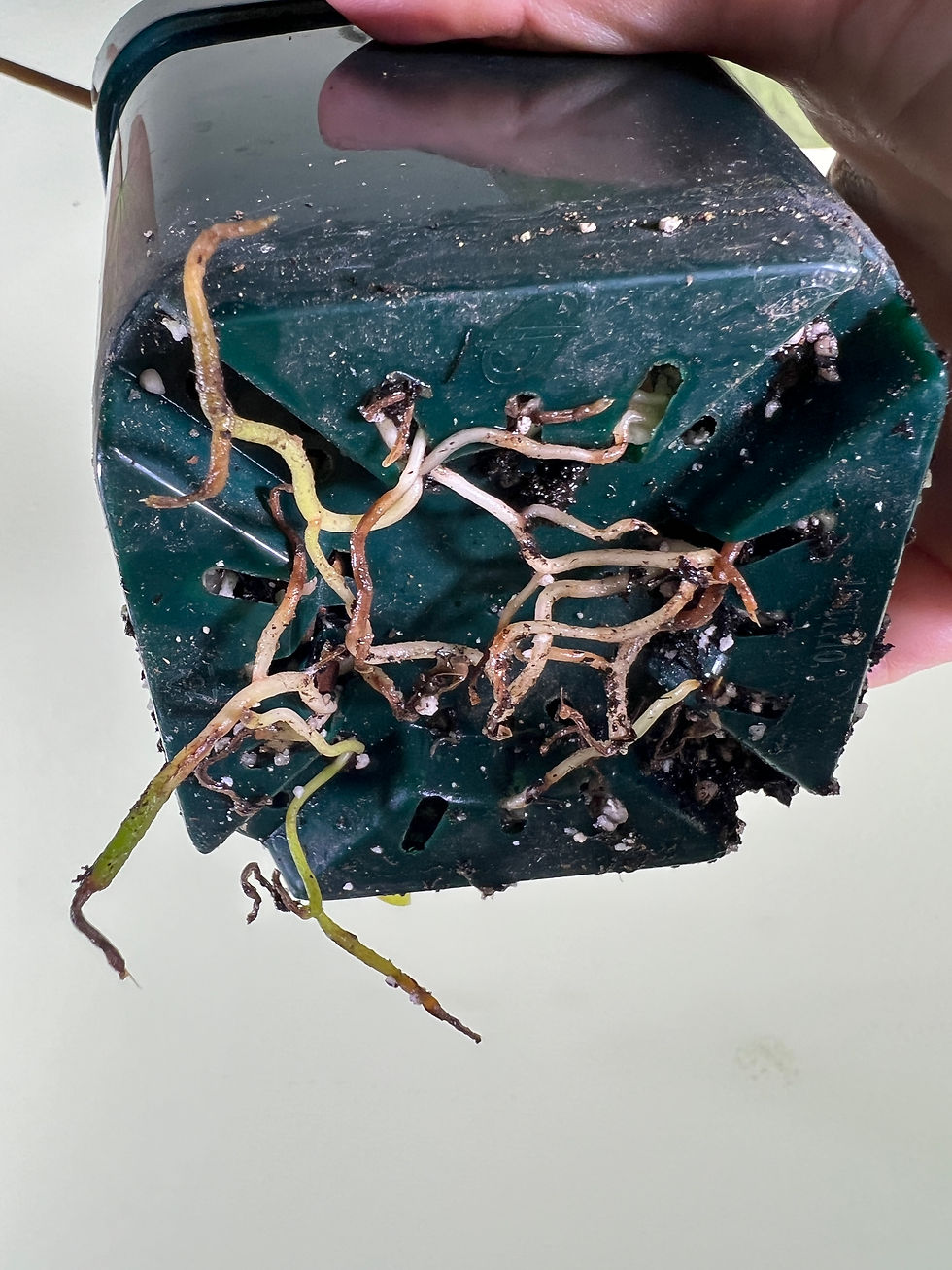 Thumbnail: Anthurium Indo Dressleri x Antolakii (sp. BVEP)