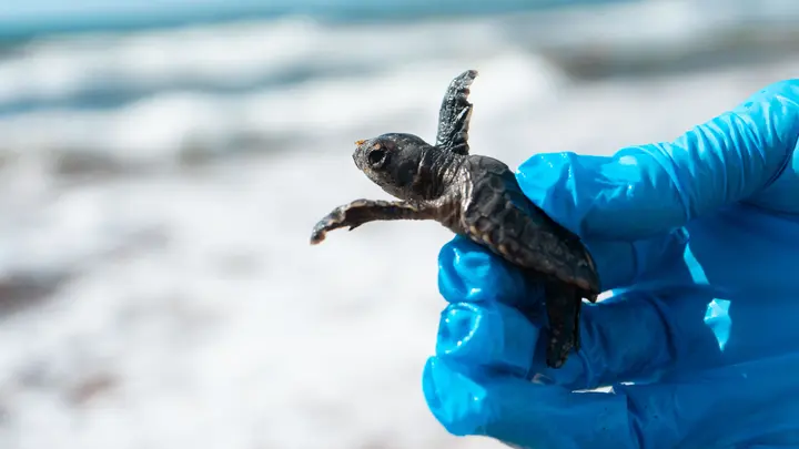 A heartfelt short documentary following the mission of Sea Turtle Adventures, a nonprofit dedicated to protecting endangered sea turtles and giving every hatchling a fighting chance.