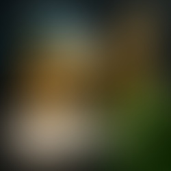 🌎 Créditos de Carbono: La Nueva Moneda del Valor Ambiental