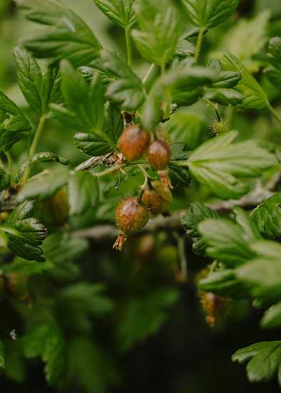Allotment - Lianne Mellor 03.jpg
