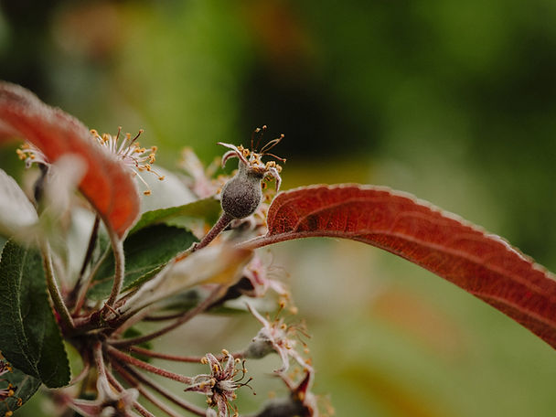 Allotment - Lianne Mellor 01.jpg