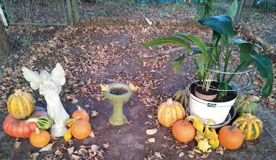 Pumpkin Patch display for wildlife and birds