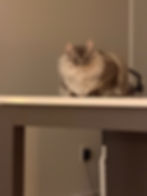 Prissy1.jpeg