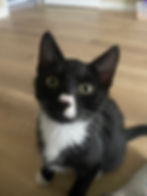 Freddie1.jpeg
