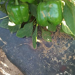 YOLO WONDER_edited.jpg