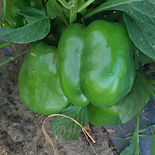 STADDONS SELECT_edited.jpg