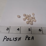 Polish%20Pea_edited.jpg