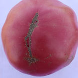 HEATHERINGTON PINK.jpeg