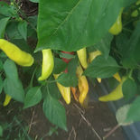 HUNGARIAN HOT WAX.jpg