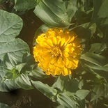 DAFFODIL.jpg