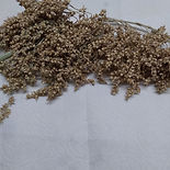 TARAHUMARA POPPING.jpg