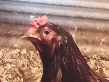 The Need for Heritage Poultry