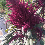 MAYO INDIAN_edited.png