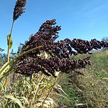 BLACK AMBER CANE_edited.jpg