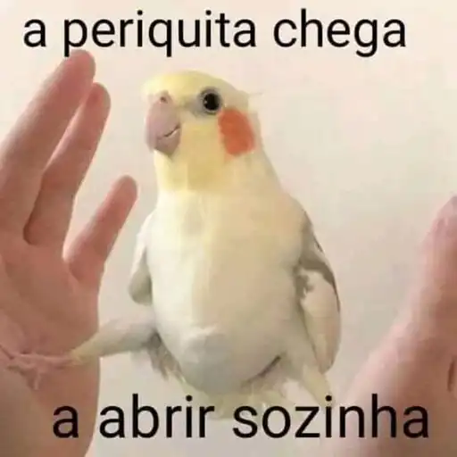 periquita.webp