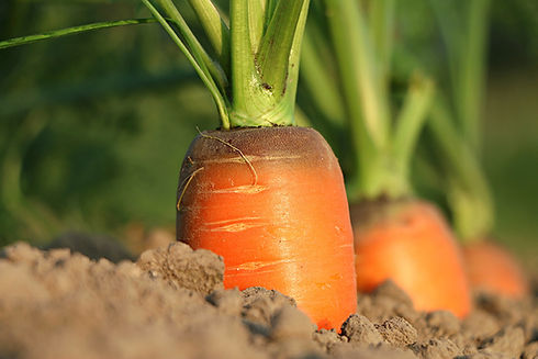 carrot-1565597lo.jpg