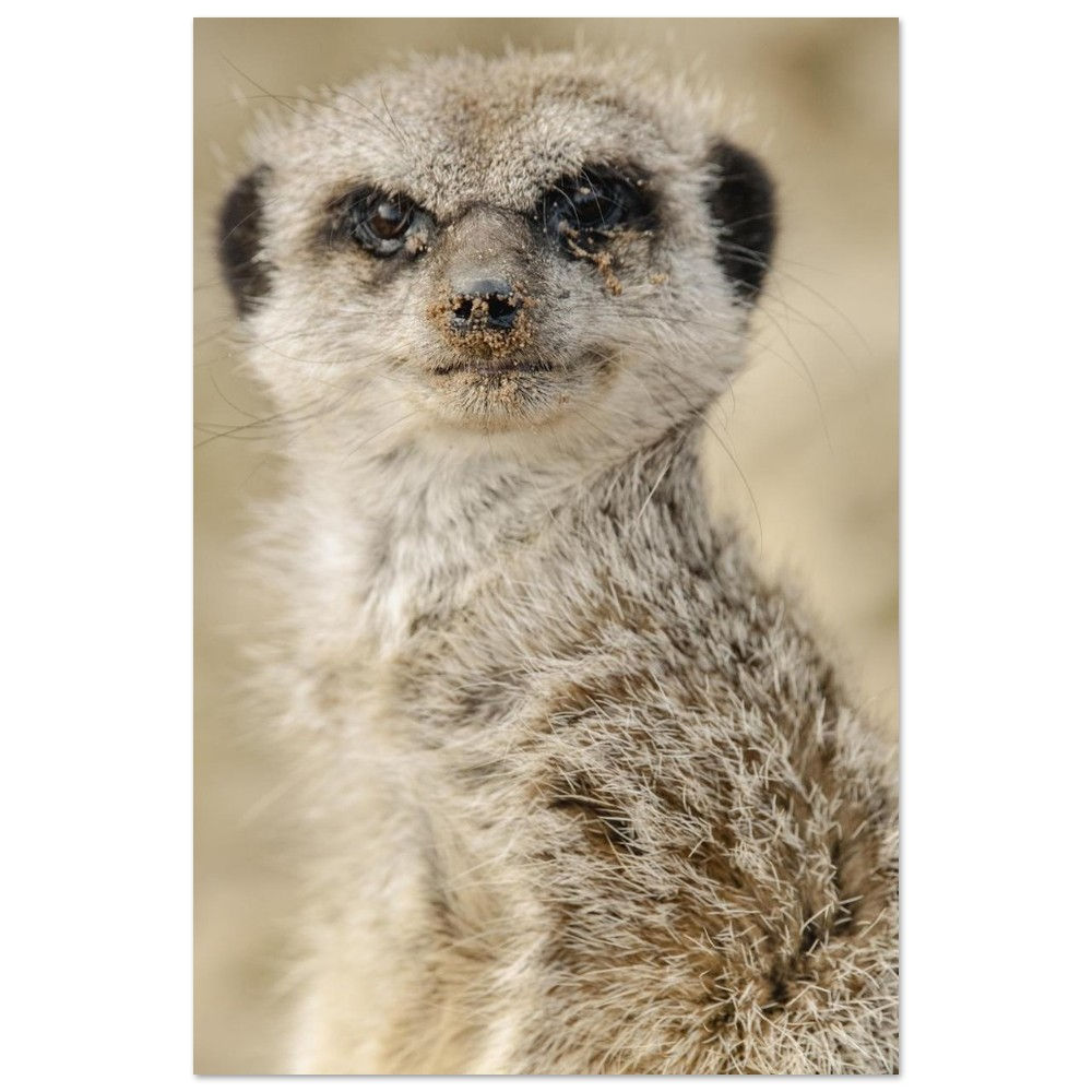 Dreamy Meercat - Aluminum fine art Print