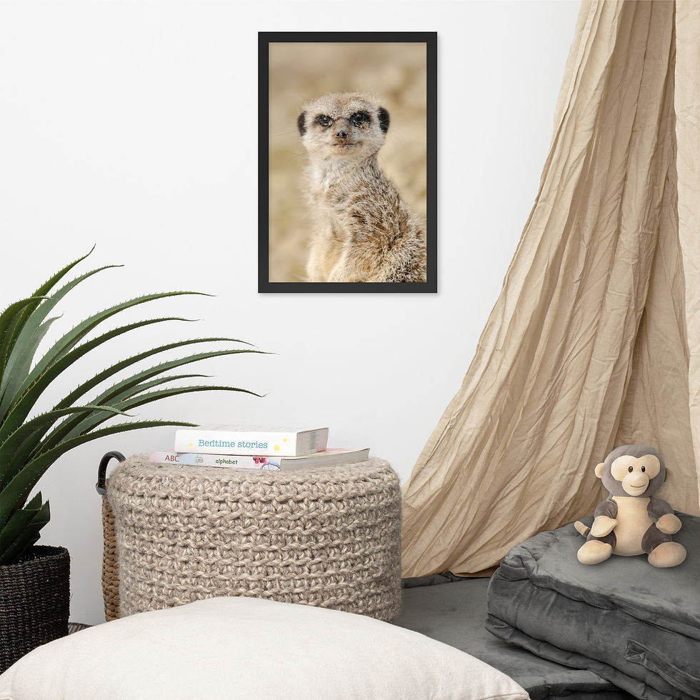 Thumbnail: Dreamy Meercat - Framed fine art print