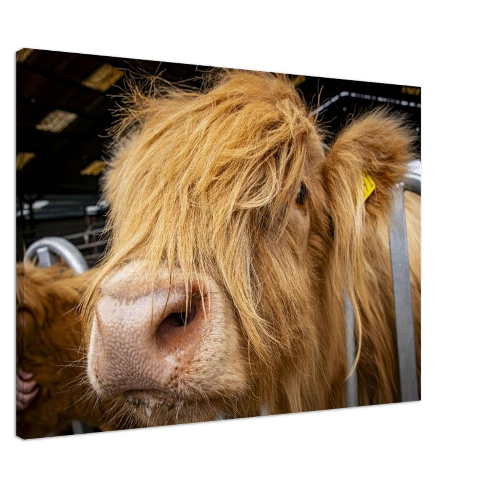 Highland Cow Close - Fine art Canvas print