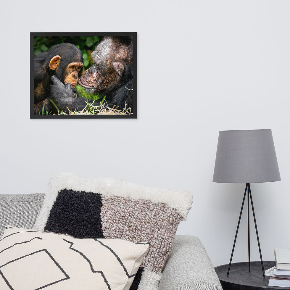 Thumbnail: A tender Chimpanzee moment - Framed fine art print