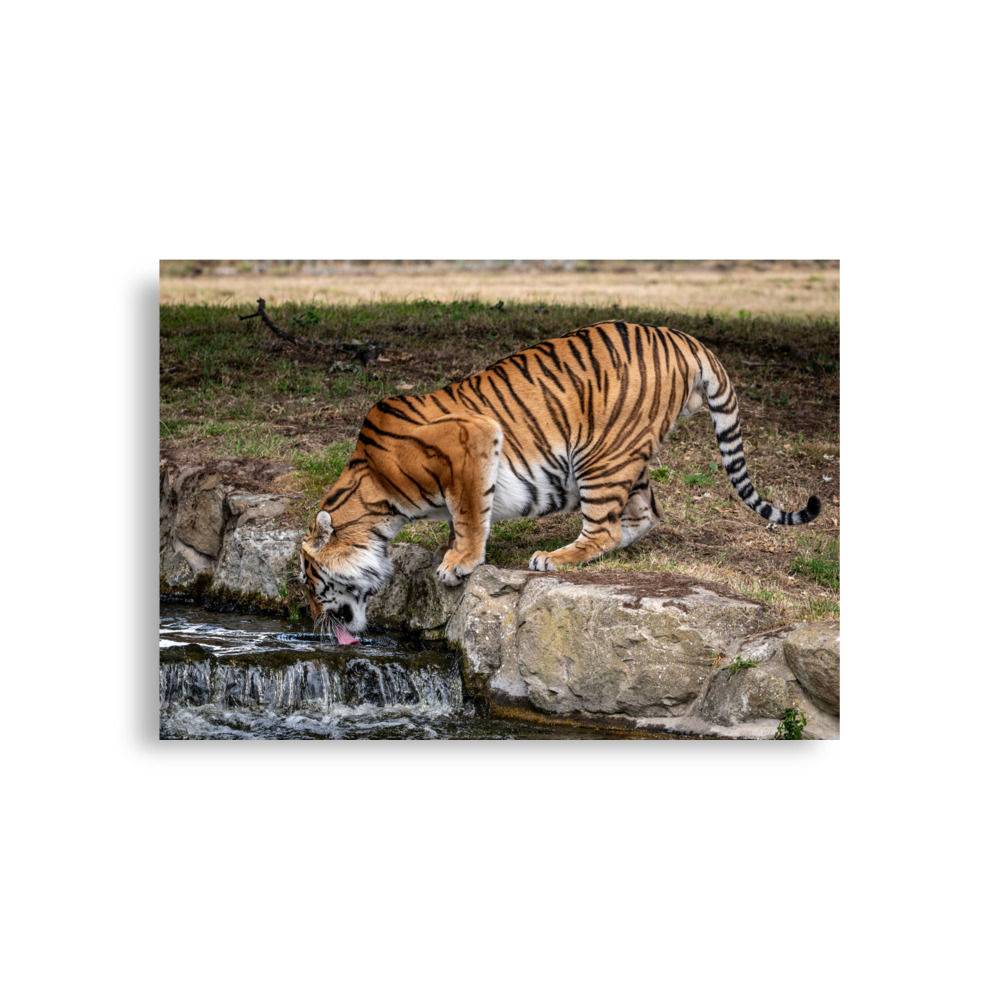 Amur Tiger dinking - Fine art print
