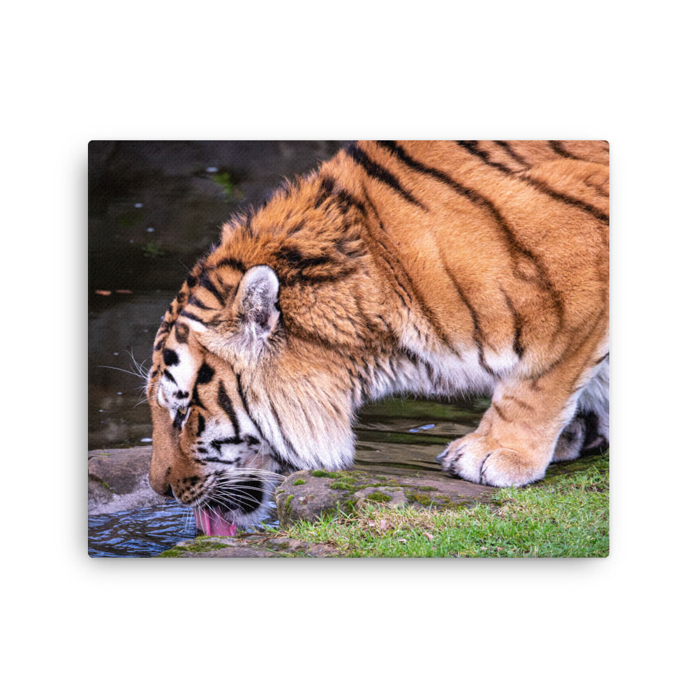 Male Amur Tiger - Thin canvas fine art print
